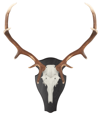 ABL Trophäenschild 40x23cm rund für Hirsch