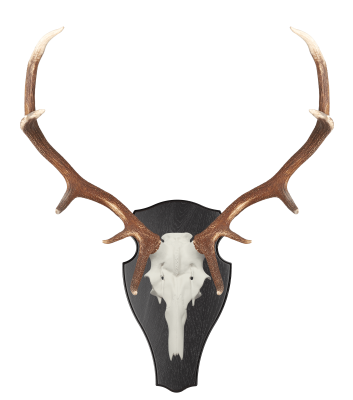 ABL Trophäenschild 45x24cm rund für Hirsch