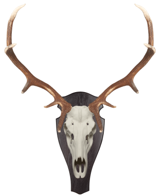 ABL Trophäenschild 55x26cm rund für Hirsch