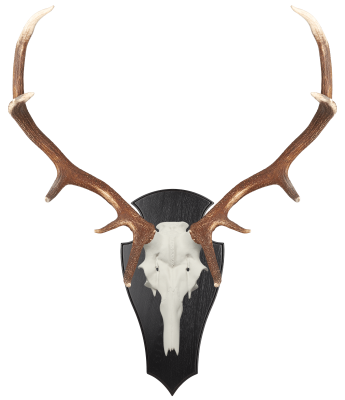 ABL Trophäenschild 45x23cm spitz für Hirsch